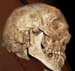 Fig 2. Modern human skull. Photo taken at the American Museum of Natural History, New York City, NY.